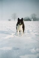 Карельская медвежья собака (Karjalankarhukoira, Karelian Bear Dog) / Породы собак / Уход, советы, бесплатные объявления, форум, болезни