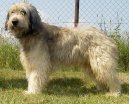 Каталонская овчарка (Catalan Sheepdog) / Породы собак / Уход, советы, бесплатные объявления, форум, болезни