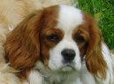 Кавалер-кинг-чарльз-спаниель (Cavalier King Charles Spaniel) / Породы собак / Уход, советы, бесплатные объявления, форум, болезни