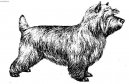 Кернтерьер (Cairn Terrier) / Породы собак / Уход, советы, бесплатные объявления, форум, болезни