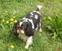 Кинг чарльз спаниель (King Charles Spaniel) / Породы собак / Породы собак: Собаки-компаньоны и той-собаки: Уход, советы, бесплатные объявления, форум, болезни