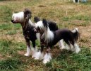 Китайская хохлатая собачка (Chinese Crested Dog) / Породы собак / Уход, советы, бесплатные объявления, форум, болезни