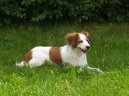 Коикерхондье (Kooikerhondje) / Породы собак / Породы собак: Охотничие: Уход, советы, бесплатные объявления, форум, болезни