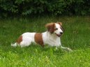 Коикерхондье (Kooikerhondje) / Породы собак / Уход, советы, бесплатные объявления, форум, болезни