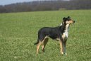 Колли короткошерстный (Smooth Collie) / Породы собак / Уход, советы, бесплатные объявления, форум, болезни