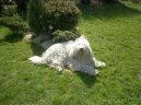 Комондор (Komondor) / Породы собак / Породы собак: Служебные: Уход, советы, бесплатные объявления, форум, болезни