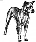 Корейский джиндо (Korea Jindo Dog) / Породы собак / Породы собак: Среднего размера: Уход, советы, бесплатные объявления, форум, болезни