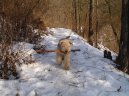 Фотографии к статье: Лейкленд-терьер (Lakeland Terrier) / Советы по уходу и воспитанию породы собак, описание собаки, помощь при болезнях, фотографии, дискусии и форум.