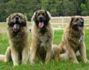 Леонбергер (Leonberger) / Породы собак / Уход, советы, бесплатные объявления, форум, болезни