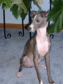 Фотографии к статье: Левретка (маленькая итальянская борзая) (Italian Greyhound) / Советы по уходу и воспитанию породы собак, описание собаки, помощь при болезнях, фотографии, дискусии и форум.