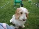 Фотографии к статье: Малый вандейский бассет-гриффон (Petit basset griffon vendeen) / Советы по уходу и воспитанию породы собак, описание собаки, помощь при болезнях, фотографии, дискусии и форум.