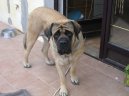 Мастиф (English Mastiff) / Породы собак / Уход, советы, бесплатные объявления, форум, болезни