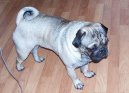 Мопс (Pug) / Породы собак / Уход, советы, бесплатные объявления, форум, болезни