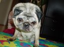 Фотографии к статье: Мопс (Pug) / Советы по уходу и воспитанию породы собак, описание собаки, помощь при болезнях, фотографии, дискусии и форум.