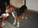 Немецкая гончая (Deutsche Bracke, German Hound) / Породы собак / Уход, советы, бесплатные объявления, форум, болезни