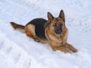 Немецкая овчарка (German Shepherd Dog) / Породы собак / Уход, советы, бесплатные объявления, форум, болезни