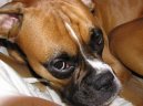 Фотографии к статье: Немецкий боксер (Deutscher Boxer) / Советы по уходу и воспитанию породы собак, описание собаки, помощь при болезнях, фотографии, дискусии и форум.