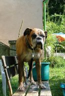 Фотографии к статье: Немецкий боксер (Deutscher Boxer) / Советы по уходу и воспитанию породы собак, описание собаки, помощь при болезнях, фотографии, дискусии и форум.