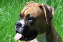 Немецкий боксер (Deutscher Boxer) / Породы собак / Уход, советы, бесплатные объявления, форум, болезни