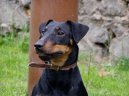 Фотографии к статье: Немецкий ягдтерьер (Deutscher Jagdterrier) / Советы по уходу и воспитанию породы собак, описание собаки, помощь при болезнях, фотографии, дискусии и форум.