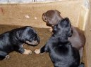 Немецкий ягдтерьер (Deutscher Jagdterrier) / Породы собак / Уход, советы, бесплатные объявления, форум, болезни
