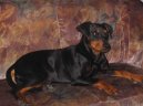 Фотографии к статье: Немецкий пинчер (German Pinscher) / Советы по уходу и воспитанию породы собак, описание собаки, помощь при болезнях, фотографии, дискусии и форум.