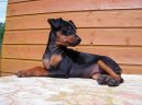 Фотографии к статье: Немецкий пинчер (German Pinscher) / Советы по уходу и воспитанию породы собак, описание собаки, помощь при болезнях, фотографии, дискусии и форум.