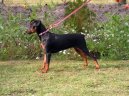 Фотографии к статье: Немецкий пинчер (German Pinscher) / Советы по уходу и воспитанию породы собак, описание собаки, помощь при болезнях, фотографии, дискусии и форум.