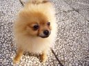 Немецкий шпиц (Deutscher spitz - Zwerspitz, German Spitz - Pomeranian) / Породы собак / Породы собак: Европейские шпицы: Уход, советы, бесплатные объявления, форум, болезни