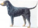 Нивернесский гриффон (Griffon nivernais) / Породы собак / Породы собак: Гончие и близкие породы: Уход, советы, бесплатные объявления, форум, болезни