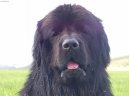 Фотографии к статье: Ньюфаундленд (Newfoundland) / Советы по уходу и воспитанию породы собак, описание собаки, помощь при болезнях, фотографии, дискусии и форум.