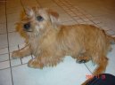 Фотографии к статье: Норфолк-терьер (Norfolk Terrier) / Советы по уходу и воспитанию породы собак, описание собаки, помощь при болезнях, фотографии, дискусии и форум.