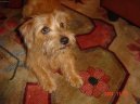 Фотографии к статье: Норфолк-терьер (Norfolk Terrier) / Советы по уходу и воспитанию породы собак, описание собаки, помощь при болезнях, фотографии, дискусии и форум.