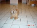 Норфолк-терьер (Norfolk Terrier) / Породы собак / Породы собак: Терьеры: Уход, советы, бесплатные объявления, форум, болезни