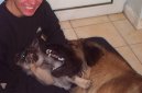 Норвежский эльгхунд (серый) (Norwegian Elkhound grey) / Породы собак / Породы собак: Среднего размера: Уход, советы, бесплатные объявления, форум, болезни