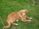 Фотографии к статье: Новошотландский утиный ретривер (Nova Scotia Duck Tolling Retriever) / Советы по уходу и воспитанию породы собак, описание собаки, помощь при болезнях, фотографии, дискусии и форум.