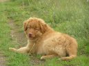 Фотографии к статье: Новошотландский утиный ретривер (Nova Scotia Duck Tolling Retriever) / Советы по уходу и воспитанию породы собак, описание собаки, помощь при болезнях, фотографии, дискусии и форум.