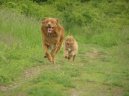 Фотографии к статье: Новошотландский утиный ретривер (Nova Scotia Duck Tolling Retriever) / Советы по уходу и воспитанию породы собак, описание собаки, помощь при болезнях, фотографии, дискусии и форум.