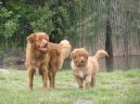 Фотографии к статье: Новошотландский утиный ретривер (Nova Scotia Duck Tolling Retriever) / Советы по уходу и воспитанию породы собак, описание собаки, помощь при болезнях, фотографии, дискусии и форум.