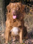 Фотографии к статье: Новошотландский утиный ретривер (Nova Scotia Duck Tolling Retriever) / Советы по уходу и воспитанию породы собак, описание собаки, помощь при болезнях, фотографии, дискусии и форум.