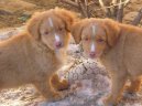 Фотографии к статье: Новошотландский утиный ретривер (Nova Scotia Duck Tolling Retriever) / Советы по уходу и воспитанию породы собак, описание собаки, помощь при болезнях, фотографии, дискусии и форум.