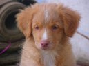 Фотографии к статье: Новошотландский утиный ретривер (Nova Scotia Duck Tolling Retriever) / Советы по уходу и воспитанию породы собак, описание собаки, помощь при болезнях, фотографии, дискусии и форум.