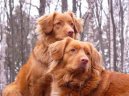 Фотографии к статье: Новошотландский утиный ретривер (Nova Scotia Duck Tolling Retriever) / Советы по уходу и воспитанию породы собак, описание собаки, помощь при болезнях, фотографии, дискусии и форум.