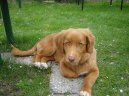 Фотографии к статье: Новошотландский утиный ретривер (Nova Scotia Duck Tolling Retriever) / Советы по уходу и воспитанию породы собак, описание собаки, помощь при болезнях, фотографии, дискусии и форум.