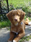 Фотографии к статье: Новошотландский утиный ретривер (Nova Scotia Duck Tolling Retriever) / Советы по уходу и воспитанию породы собак, описание собаки, помощь при болезнях, фотографии, дискусии и форум.