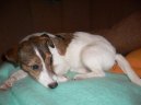 Парсон-джек-рассел-терьер (Parson Russel Terrier) / Породы собак / Уход, советы, бесплатные объявления, форум, болезни