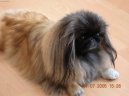 Фотографии к статье: Пекинес (Pekingese, Pekinese, Peking Palasthound) / Советы по уходу и воспитанию породы собак, описание собаки, помощь при болезнях, фотографии, дискусии и форум.