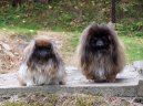 Фотографии к статье: Пекинес (Pekingese, Pekinese, Peking Palasthound) / Советы по уходу и воспитанию породы собак, описание собаки, помощь при болезнях, фотографии, дискусии и форум.