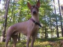 Фотографии к статье: Перуанская голая собака (Peruvian Hairless Dog) / Советы по уходу и воспитанию породы собак, описание собаки, помощь при болезнях, фотографии, дискусии и форум.