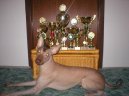 Фотографии к статье: Перуанская голая собака (Peruvian Hairless Dog) / Советы по уходу и воспитанию породы собак, описание собаки, помощь при болезнях, фотографии, дискусии и форум.